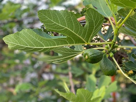 無花果樹花|イチジクに花は咲くの？いつどこにどんな花が咲くのか徹底解。